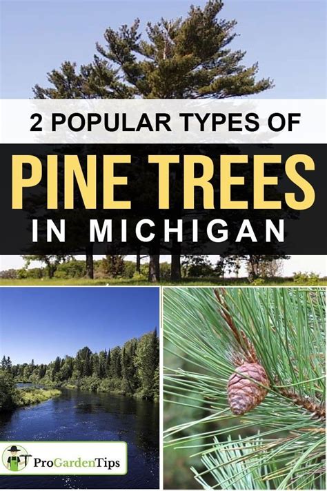 Types Of Pine Trees In Michigan Types Of Pine Trees Trees To Plant