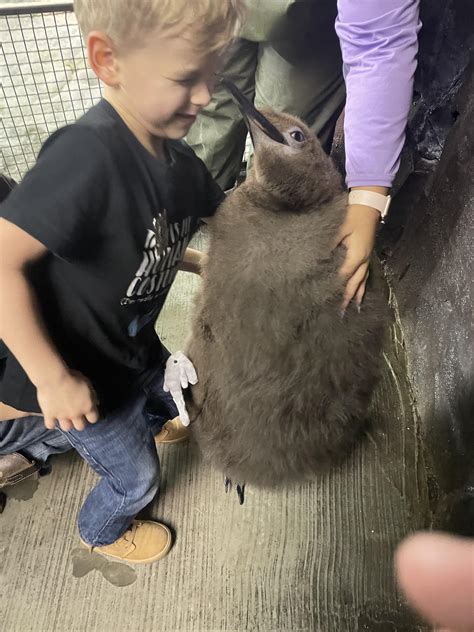 My son got a kiss from a fluffy baby King Penguin today! : r/Eyebleach