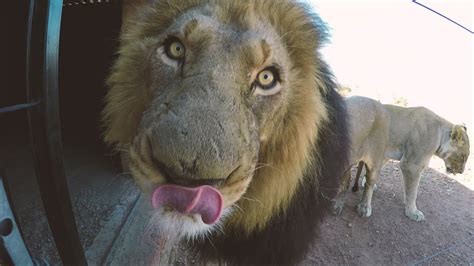 What Affection Really Looks Like The Lion Whisperer Youtube