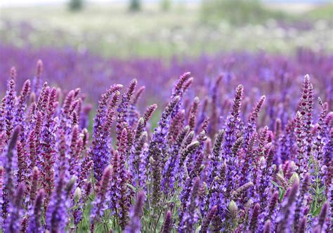 Шалфей (Salvia)