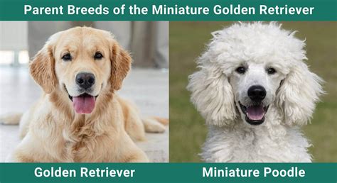 Miniature Golden Retriever Dog Breed: Info, Pictures & Care – Dogster