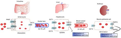 Pharmaceuticals Free Full Text Metabolic Action Of Metformin