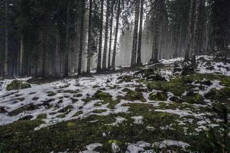 Wallpaper Sinar Matahari Pohon Alam Salju Musim Dingin Gurun