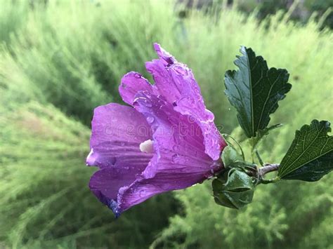 Purple Flower in Garden, Cute Flower Side View Stock Image - Image of ...