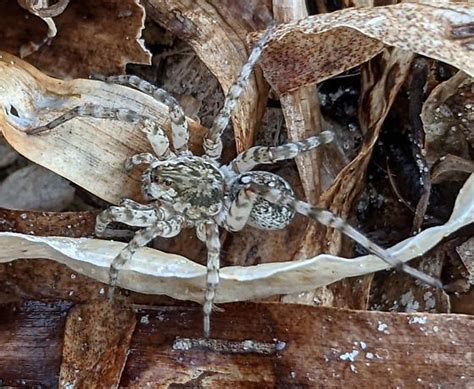 Wolf Spider Species Arctosa Littoralis Bugguide Net