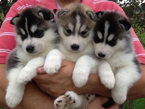 Siberian Husky Puppies For Sale Akc Marketplace