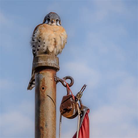 No Boating Today American Kestrel Kevin Fox Flickr