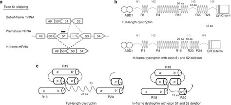 In Frame Dystrophin Following Exon 51 Skipping Improves Muscle