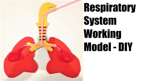 Respiratory System Working Model School Science Project Step By Step