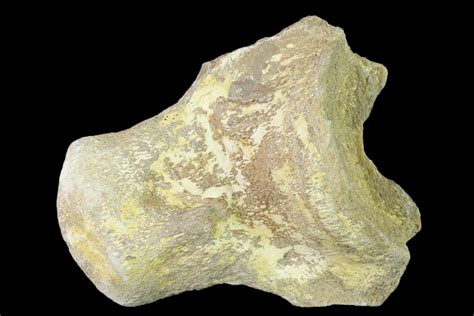 3" Fossil Mosasaur (Platecarpus) Vertebra - Kansas (#136666) For Sale ...