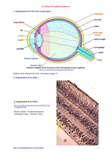 La R Tine Et Les Photor Cepteurs Organisation De L Il Voir En