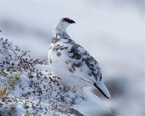 Winter Wildlife In The Cairngorms National Park