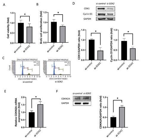 Cell Viability And Proliferation A Cell Viability B Brdu Cell