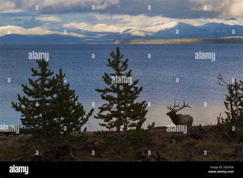 Yellowstone Lake Bull Elk Stock Photo Alamy