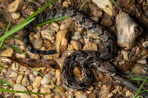 42 Types Of Snakes In Arkansas With Pictures