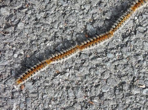 Chenille processionnaire du pin Thaumetopoea pityocampa symptômes