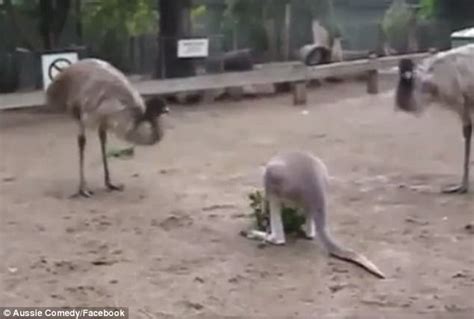 Emus surround and confront hungry kangaroo in sanctuary | Daily Mail Online