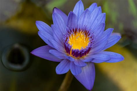 What is Blue Lotus Flower? Effects, Uses, and Origins