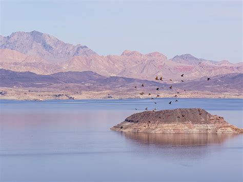 Island Doves Photograph by Patti Deters - Pixels