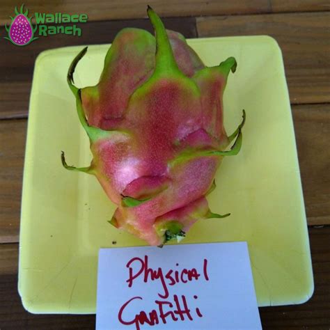 Physical Graffiti Dragon Fruit Wallace Ranch Dragon Fruit