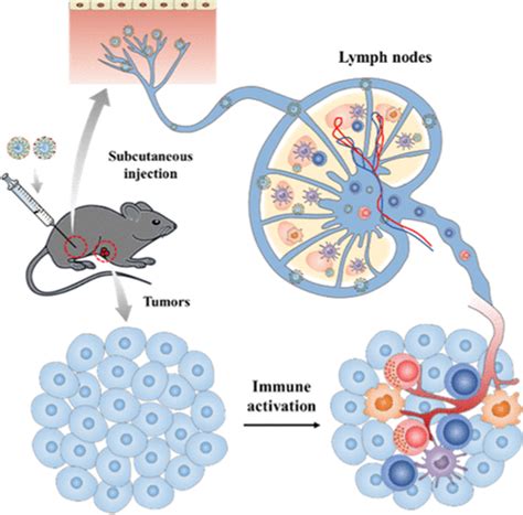 Lymph Node Delivery Strategy Enables The Activation Of Cytotoxic T