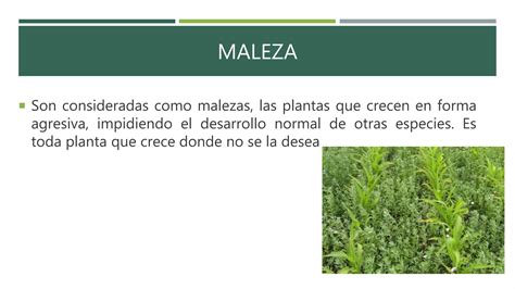 CLASIFICACION DE MALEZAS Pptx