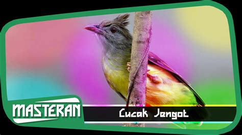 MASTERAN KICAU MANIA Suara Burung Cucak Jenggot Gacor 4 YouTube