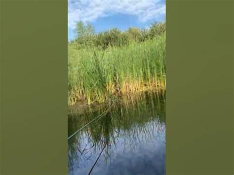Вайб Літа - YouTube
