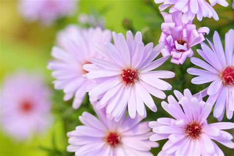 Fleurs Qui Fleurissent Toute L Annee Agencement De Jardin Aux