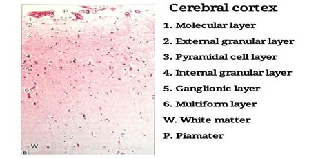 Cerebral Cortex Histology Labeled