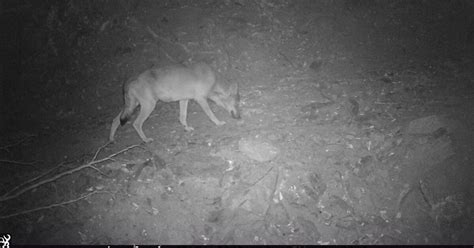 Detectat Un Llop Al Paratge Natural De L Albera A L Alt Empord