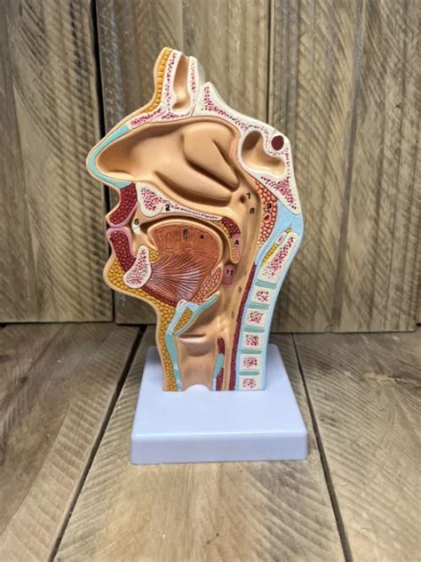 L Cavity Model Oral Cavity Model Pharynx Larynx Anatomical Model Throat