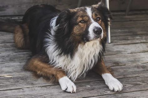 Your Ultimate Guide To The Border Collie Aussie Mix | Your Dog Advisor