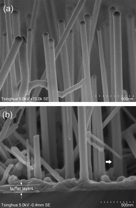 Sem Cross Sectional View Images Of A The Top And B Base Section Of