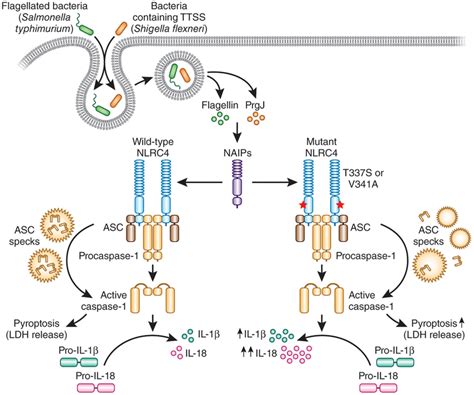 NAIP Mediated Recognition Of Intracellular Flagellin Or TTSS Components