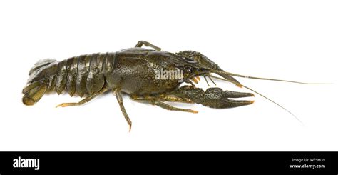 White Claw Crayfish Hi Res Stock Photography And Images Alamy