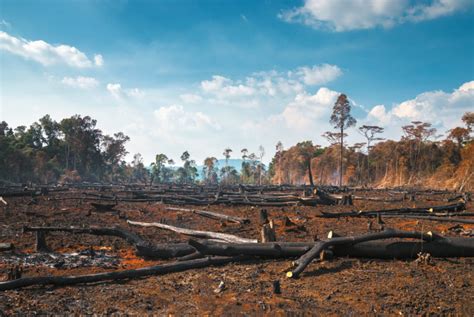 China’s Banks Urged To Stop Funding Global Deforestation Global Trade Review Gtr