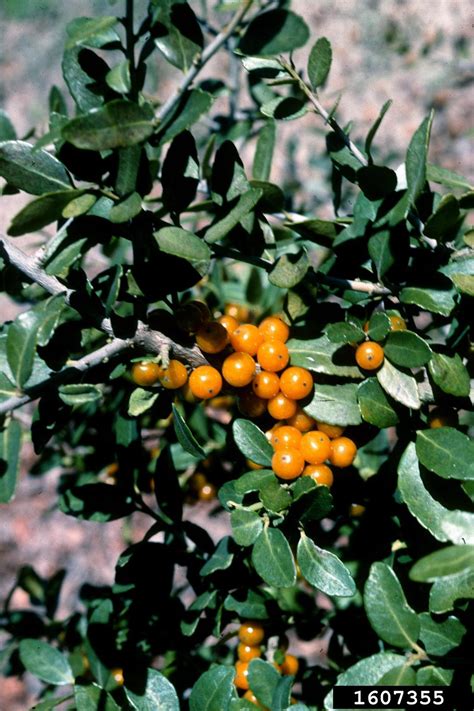 Yaupon Ilex Vomitoria