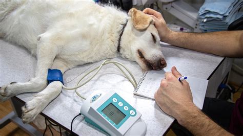 Parvovirose Entenda o que é e como proteger seu cão contra a doença