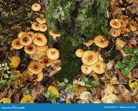 No Tronco Da árvore De Vidoeiro Cresça Agarics Comestíveis Do Mel Dos