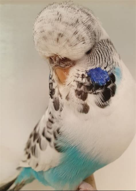 Managing Budgerigar Breeding Stock Retirement Pa2 Budgerigars