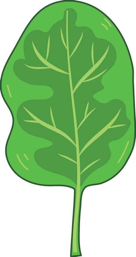 Fresh Green Spinach Leaf Vegetable 24548167 Vector Art At Vecteezy