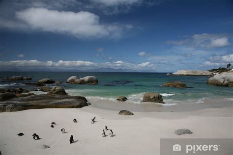 Fotobehang Afrikaanse pinguïns Boulders Beach Zuid Afrika PIXERS BE