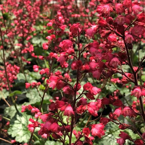 Heuchera Paris Coral Bells From Saunders Brothers Inc