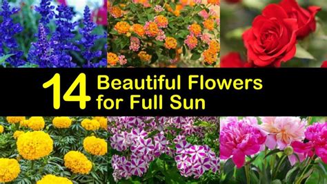 14 Beautiful Flowers for Full Sun