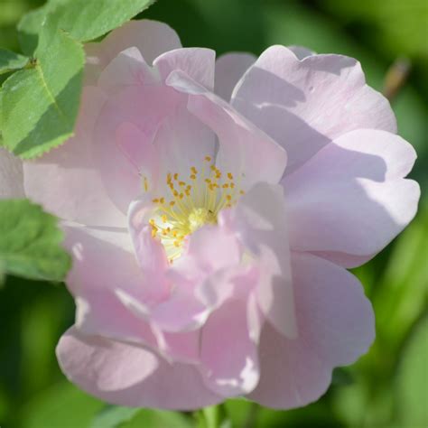 Amelia | Rose, zartrosa, 1.2 m x 0.9 m (Vibert, 1823) | Rosa 'Amelia ...