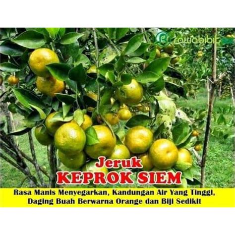 Jual Bibit Jeruk Keprok Siem Madu Sudah Berbuah Shopee Indonesia