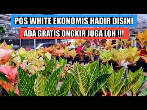 Aglaonema POS White Terjangkau Hadir Disini Ada Gratis Ongkir Juga Loh