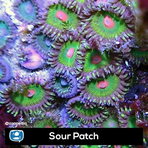 Sour Patch Zoanthus Zoanthid Zoanthids Cores