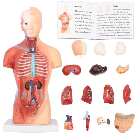 Human Body Model Torso Anatomy Doll 15 Removable Parts Skeleton